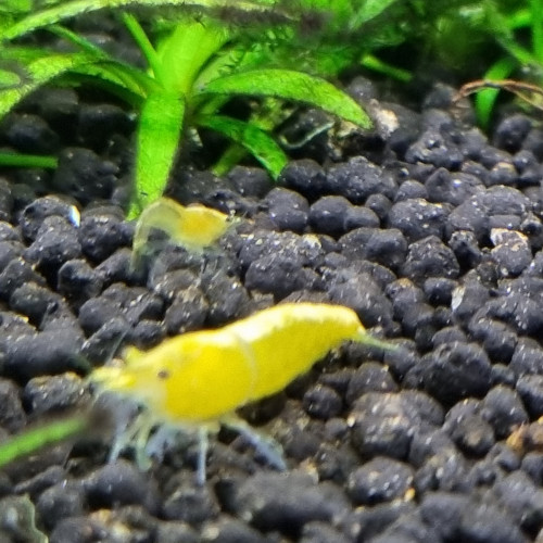 Crevettes yellow néon.