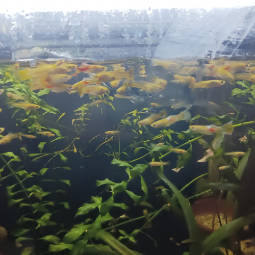 Guppys