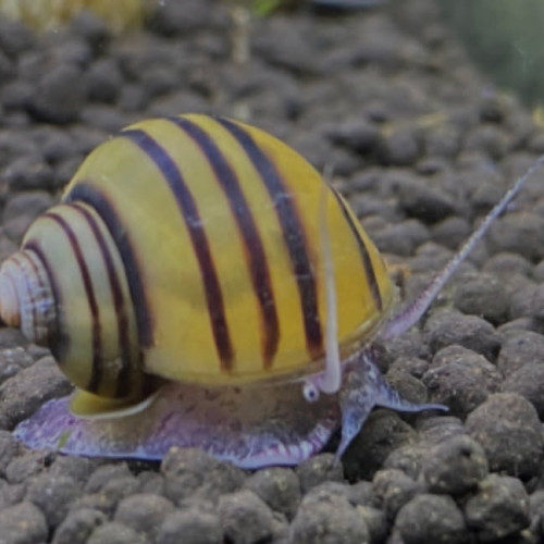 Aspixi solene escargots mangeur dhydre