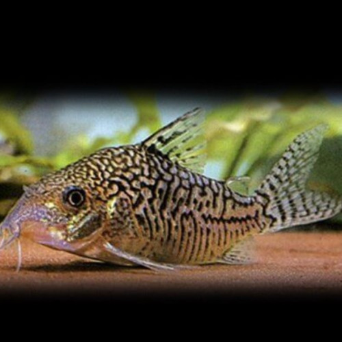 Corydoras sodalis