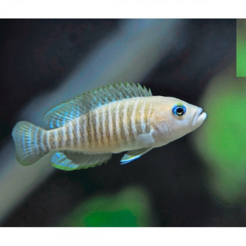 Neolamprologus Multifasciatus
