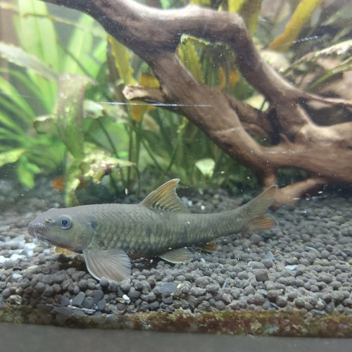 Donne Garra Rufa (poisson docteur) région Lyon