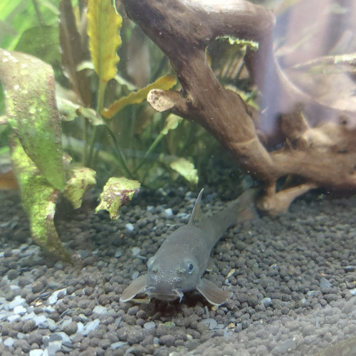 Donne Garra Rufa (poisson docteur) région Lyon