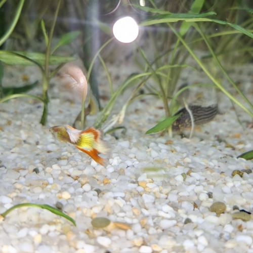 2 mâles guppys