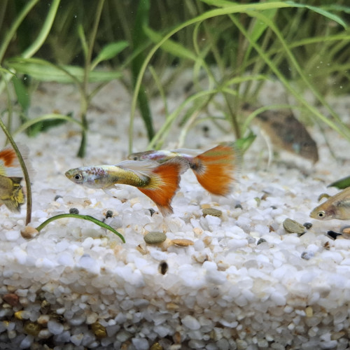 2 mâles guppys