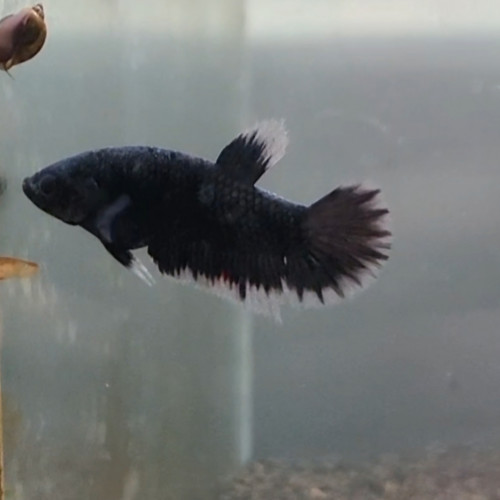 Betta avatar giant