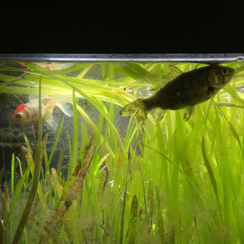 Don aquarium + 3 poissons