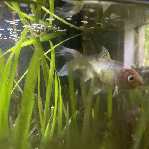 Don aquarium + 3 poissons