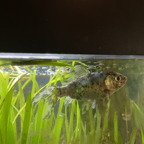 Don aquarium + 3 poissons