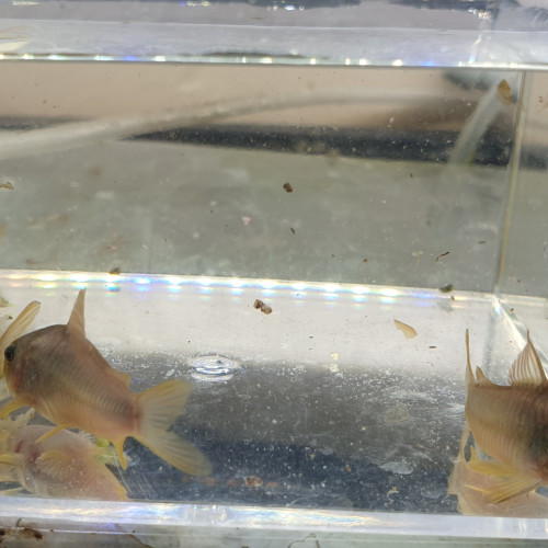Lot de 5 Corydoras