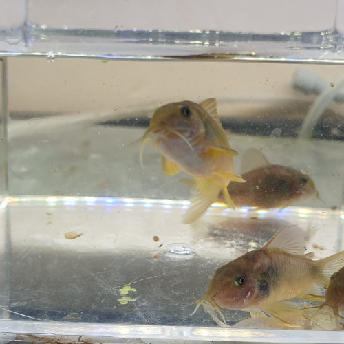 Lot de 5 Corydoras