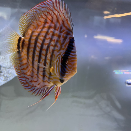 Lot de discus
