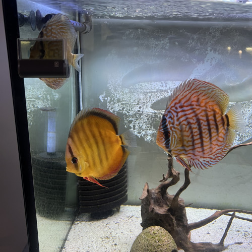 Lot de discus