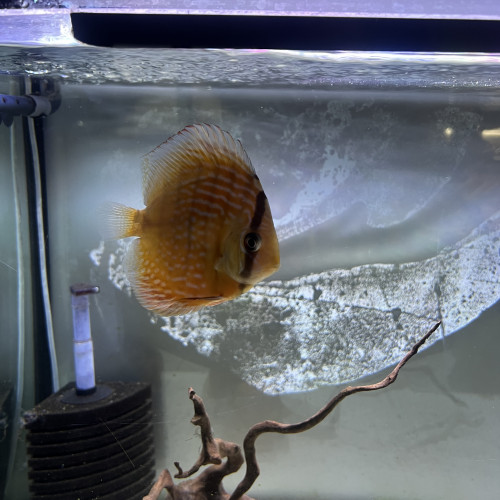 Lot de discus