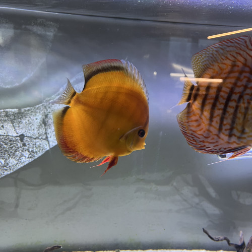 Lot de discus