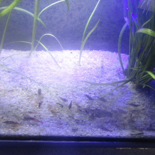 Crevettes  déclassées