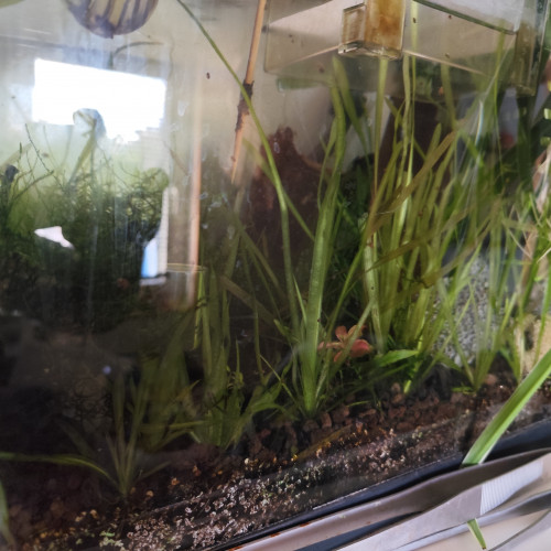 Vallisneria