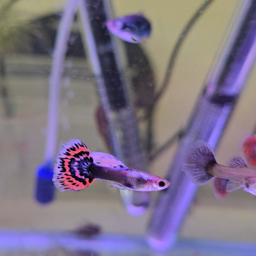Guppy Dumbo Red Mosaiq
