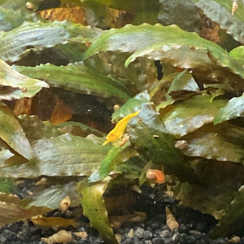 Neocaridina yellow néon