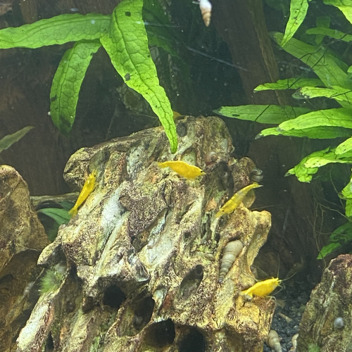 Neocaridina yellow néon