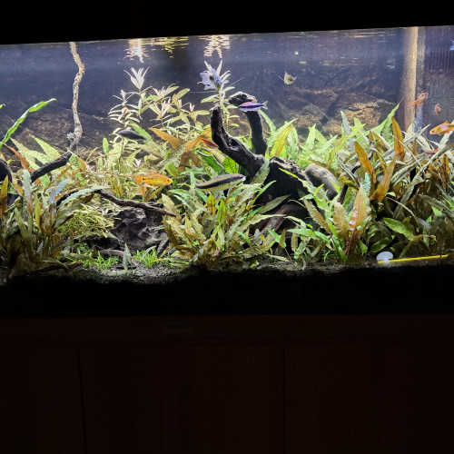 Aquarium Juwel rio 180