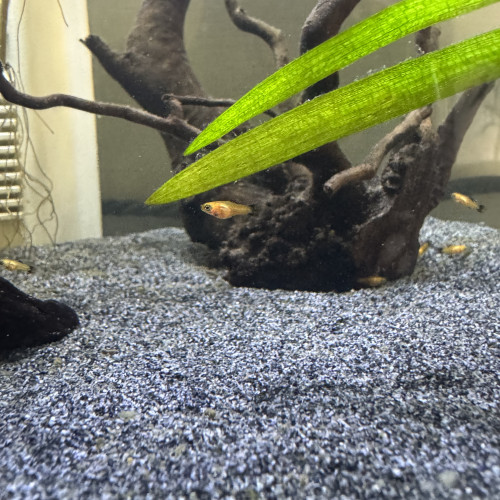 Alevins de Platys à donner