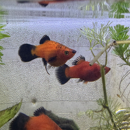 Alevins de Platys à donner