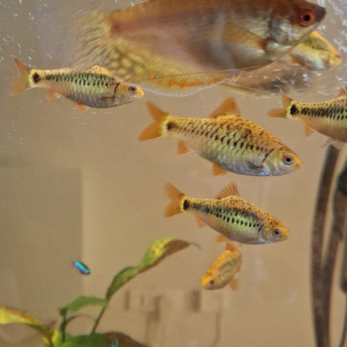 Barbus schubert, barbus doré ou barbodes semifasciolatus