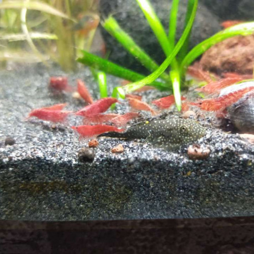 Lot de 15 crevettes red cherry