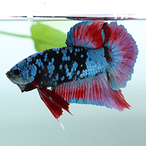Betta de Selection Mâle et Femelles Avatar Gordon Plakat