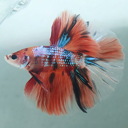 Betta de Selection Mâle et Femelles Halfmoon Voile Long Nemo Galaxy