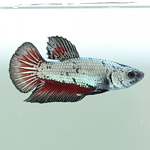 Betta de Selection Mâle et Femelles Samourai Red Dragon