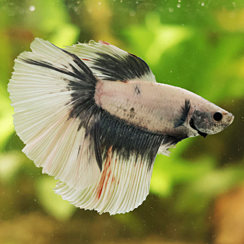 Betta de Selection Mâle et Femelles Blanc Platinum Gris Marbré