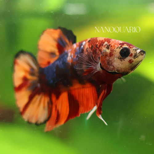 Betta de Selection Mâle et Femelles Nemo Koi Yellow Copper Cellophane Galaxy et autres
