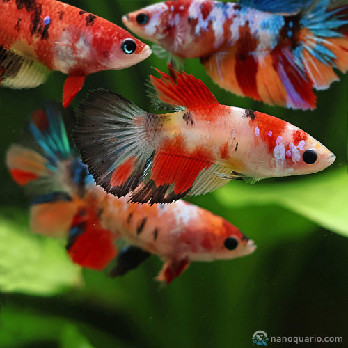 Betta de Selection Mâle et Femelles Nemo Femelles Sororité Koi