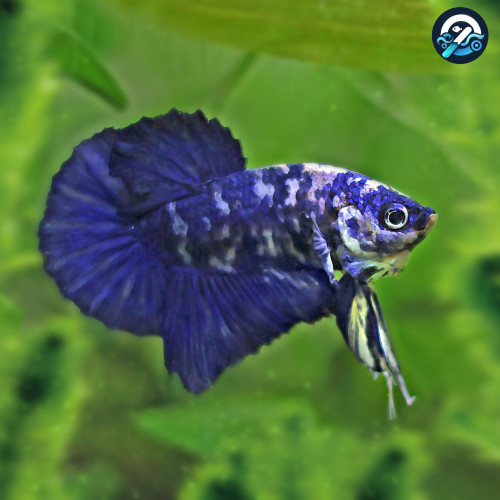 Betta de Selection Mâle et Femelles Marbré Bleu Turquoise Marble Blanc
