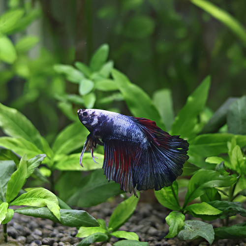 Betta de Selection Mâle et Femelles Nemo Galaxy Multicolors et autres