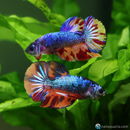 Betta de Selection Mâle et Femelles Nemo Galaxy Multicolors et autres Armagedon