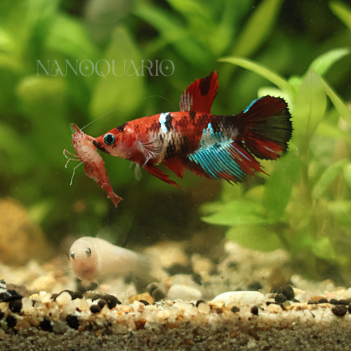 Betta de Selection Mâle et Femelles Nemo Galaxy Multicolors et autres Combattant