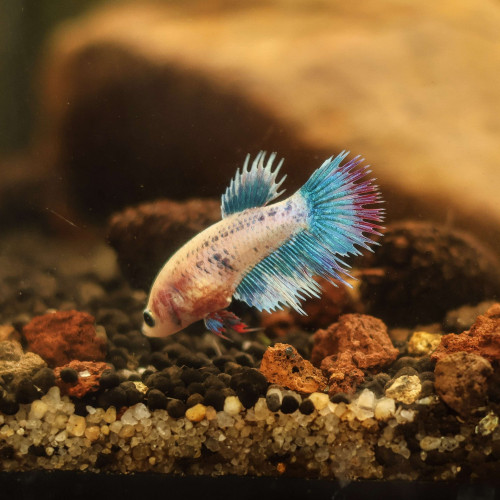 Betta de Selection Mâle et Femelles Crowntail Mascott