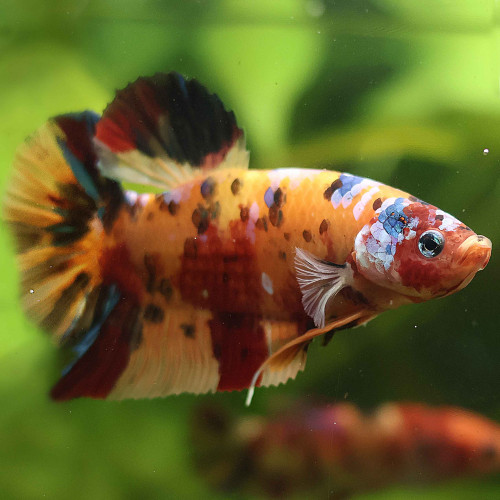 Betta de Selection Mâle et Femelles Nemo Galaxy Multicolors et autres  Combattant