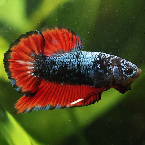 Betta de Selection Mâle et Femelles Avatar Nebulla Gordon