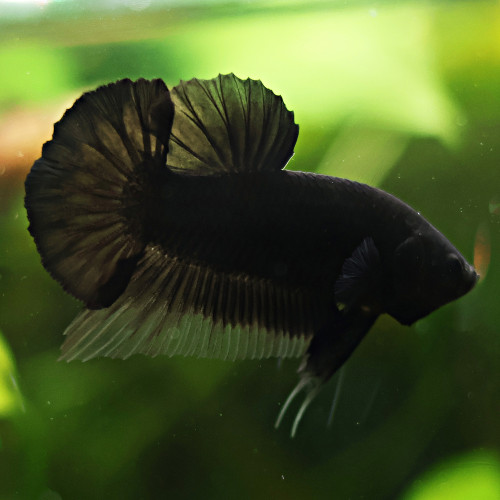 Betta de Selection Mâle et Femelles Full Black et autres