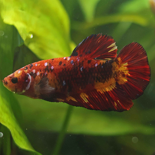 Betta de Selection Mâle et Femelles Nemo Galaxy Multicolors et autres  Combattant