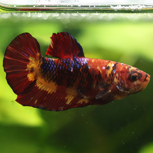 Betta de Selection Mâle et Femelles Nemo Galaxy Multicolors et autres  Combattant