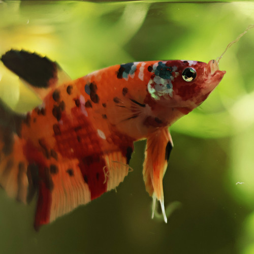 Betta de Selection Mâle et Femelles Nemo Galaxy Multicolors et autres  Combattant Giant