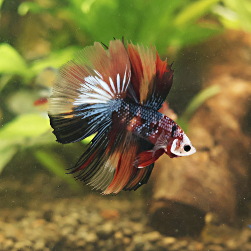 Betta de Selection Mâle et Femelles Nemo Galaxy Multicolors et autres  Combattant
