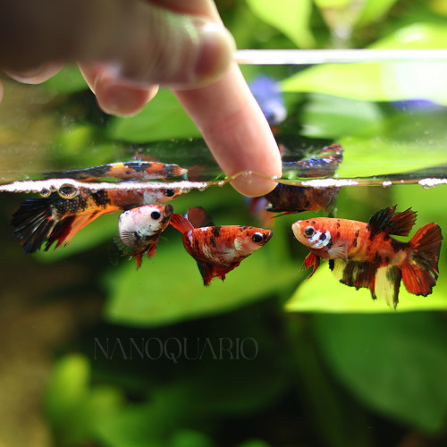 Betta de Selection Mâle et Femelles Nemo Galaxy Multicolors et autres  Combattant