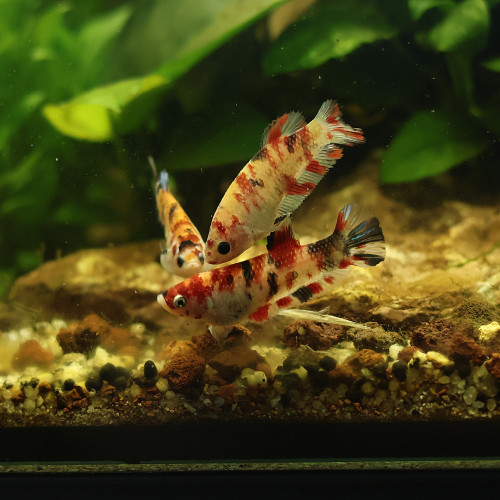 Betta de Selection Mâle et Femelles Sororité Groupes