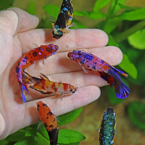 Betta de Selection Mâle et Femelles Nemo Sororité